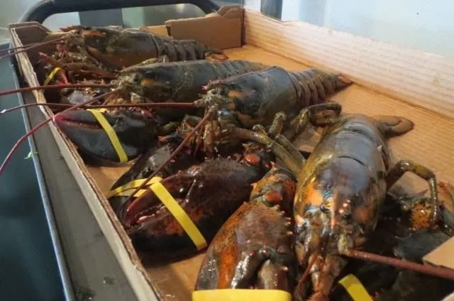 Fresh lobsters delivered to the kitchen